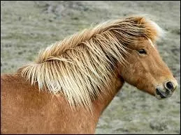 Quelle est la race de ce poney trop chou ?