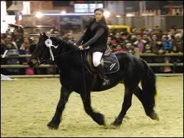 Quelle est la race de ce cheval de trait ?