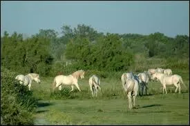 Quelle est la race de ces superbes chevaux gris ?