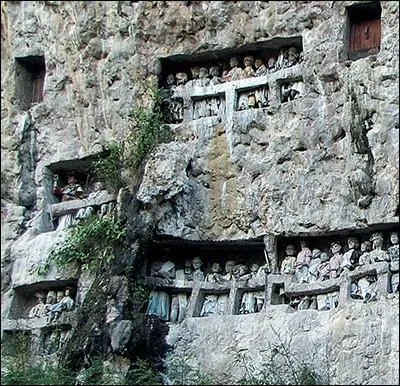 Quelle ethnie indonsienne enterre ses morts dans des tombes creuses dans des falaises o sont poses sur des balcons des poupes  l'effigie des dfunts ?