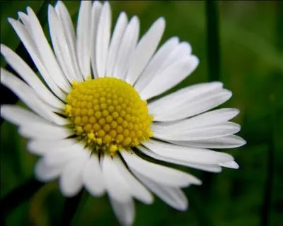 Quelle est cette fleur ?