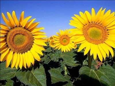 Quelle est cette fleur ?