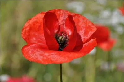 Quelle est cette fleur ?