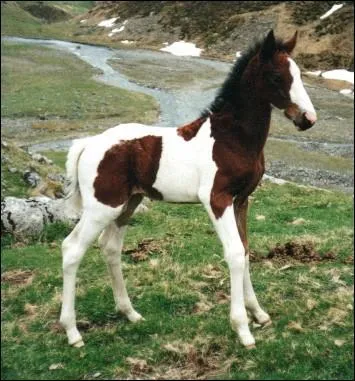 A quel ge les petits appaloosa deviennent-ils adultes ?