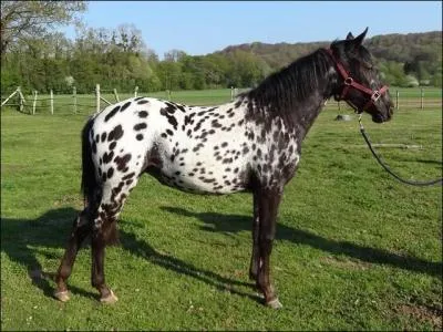 A quel ge meurent les appaloosas ?