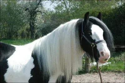 D'o est-il originaire ?