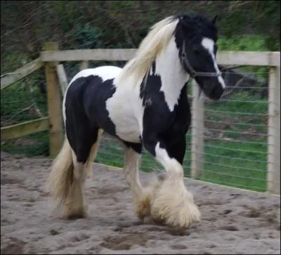 Quelle est la discipline qu'il pratique le plus ?