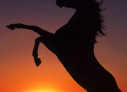 Quiz Galop 4