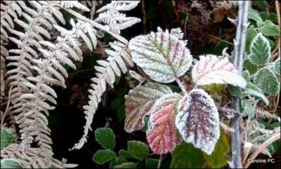 Qui chantait :  Passe l'amour, vienne l'hiver et que la chanson de Prvert, cette chanson, les feuilles mortes, s'efface de mon souvenir ?