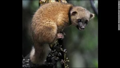 Quel est cet olingo qui n'a pas encore reu de nom scientifique ?
