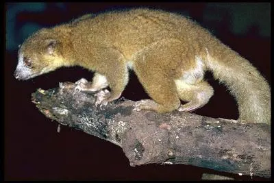 Quel est cet olingo de nom scientifique bassaricyon alleni ?