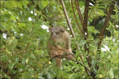 Quel est cet olingo qui a une queue de 40  53 cm ?