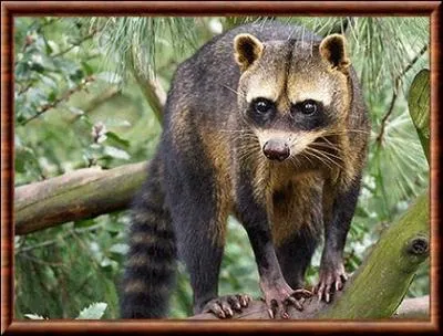 Quel est ce raton pesant de 3, 1  7, 7kg ?