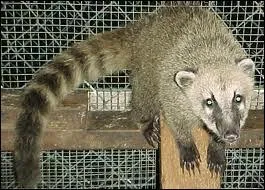 Quel est le plus petit des coatis ?
