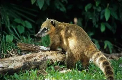 Quel est ce coati aussi appel coati commun ou coati roux ?