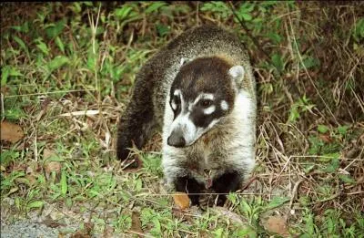 Quel est ce coati qui peut vivre jusque 9 ans dans la nature ?