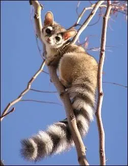 Quel est ce bassaris qui a une longue queue ?