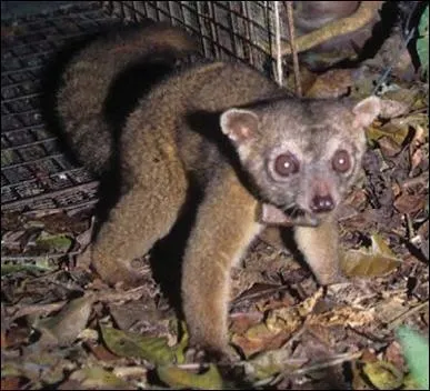 Quel est ce petit olingo ?