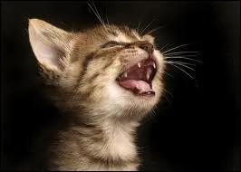 Si on donne du lait  un(e) chat(te) adulte, que se passe-t-il ?