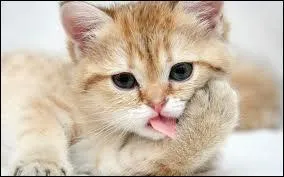 Comment appelle-t-on le bb du chat ?