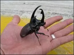 Dans la srie qui surnomme-t-on  Bob la bte noire  ?