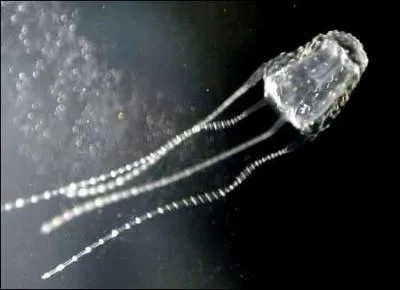 Comment s'appelle cette crature d'une taille qui ne dpasse pas les 2, 5 cm mais avec une toxine mortelle et rapide ?