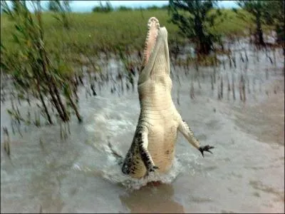 Quelle est cette bte, friande de singes et de kangourous, qui ne dteste pas une petite cuisse d'homme dans ses menus, et volue aussi bien en mer qu'en eau douce ?