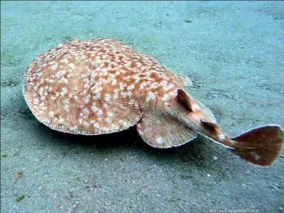 Comment s'appelle cette crature qui envoie des dcharges ... lectriques ?