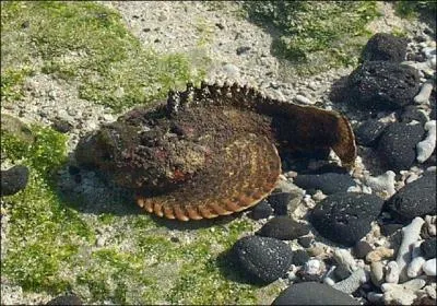 Quel est le nom de cet animal aquatique, un des plus toxiques de tous ?