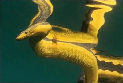 Quelle est cette bte rapide et venimeuse qui peut constituer un danger rel pour les plongeurs ?
