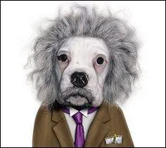 Je l'ai vu, nom d'un chien ! Il est l'un des plus grands physiciens de tous les temps, grce  sa thorie de la relativit qui le rendit clbre mondialement :