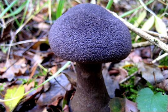 Quel est ce magnifique champignon ?