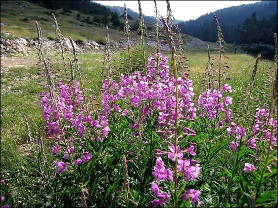 Sous quel nom est plus connu l'épilobe, fleur qui peuple nos montagnes au mois d'août ?