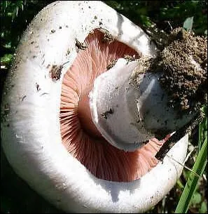 Sous quel nom est plus connu l'agaric champtre ?
