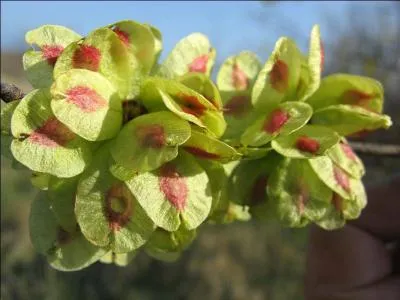 Comment se nomme le fruit de l'orme ?