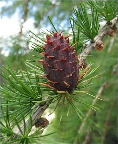 Reconnaissez-vous ce conifre qui perd ses aiguilles en hiver ?