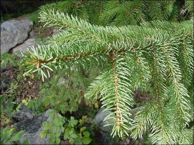 Quel est ce rsineux ?