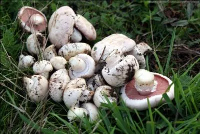 Dans quel contexte poussent les  ross des prs  ?