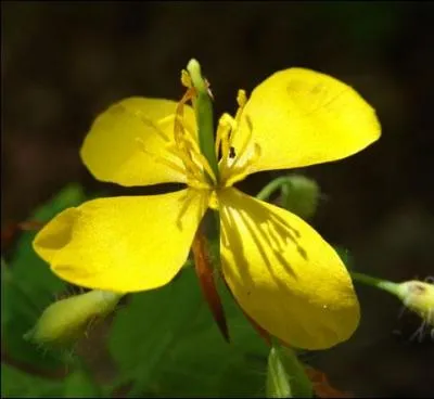 Quelle est cette fleur appele aussi  herbe  verrue  qui malgr ses nombreuses qualits mdicinales contient toutefois un alcalode toxique ?
