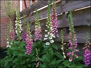 En agrandissant l'image, trouvez le nom de ces fleurs rputes pour tre particulirement toxiques ?