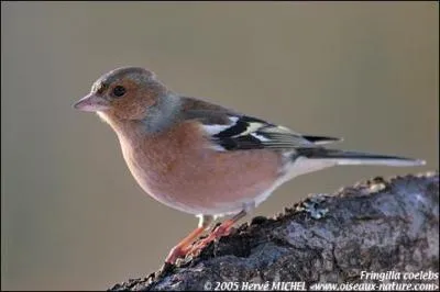Quel est ce petit passereau ?
