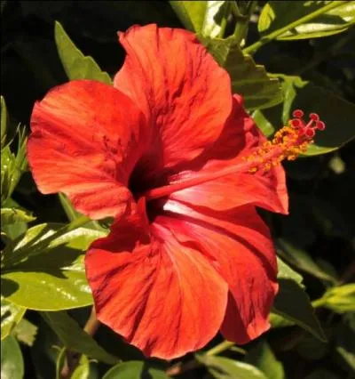 Reconnaissez-vous cette magnifique fleur orange qui peut revtir d'autres couleurs ?