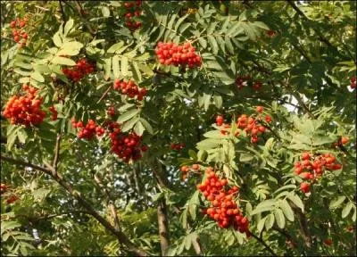 Quel est cet arbuste trs dcoratif ?