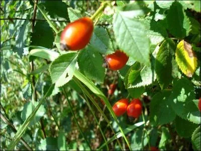 Quel est celui-ci tout aussi ornemental ?