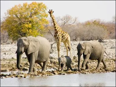 L'lphant et la girafe sont des ...