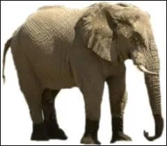 Quel est le nom latin de l'lphant ?
