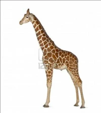 Quel est le nom arabe de la girafe ?