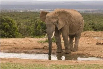 L'lphant vit-il en groupes ?