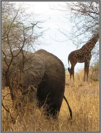 L'lphant et la girafe sont des ...