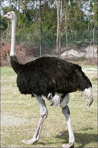 Cet oiseau trs connu vit en Afrique. Il s'est spcialis dans la course et est ainsi devenu l'oiseau le plus rapide  la course, laquelle peut atteindre 50 km/h avec des pointes  70 km/h. Comment s'appelle ce grand oiseau ?